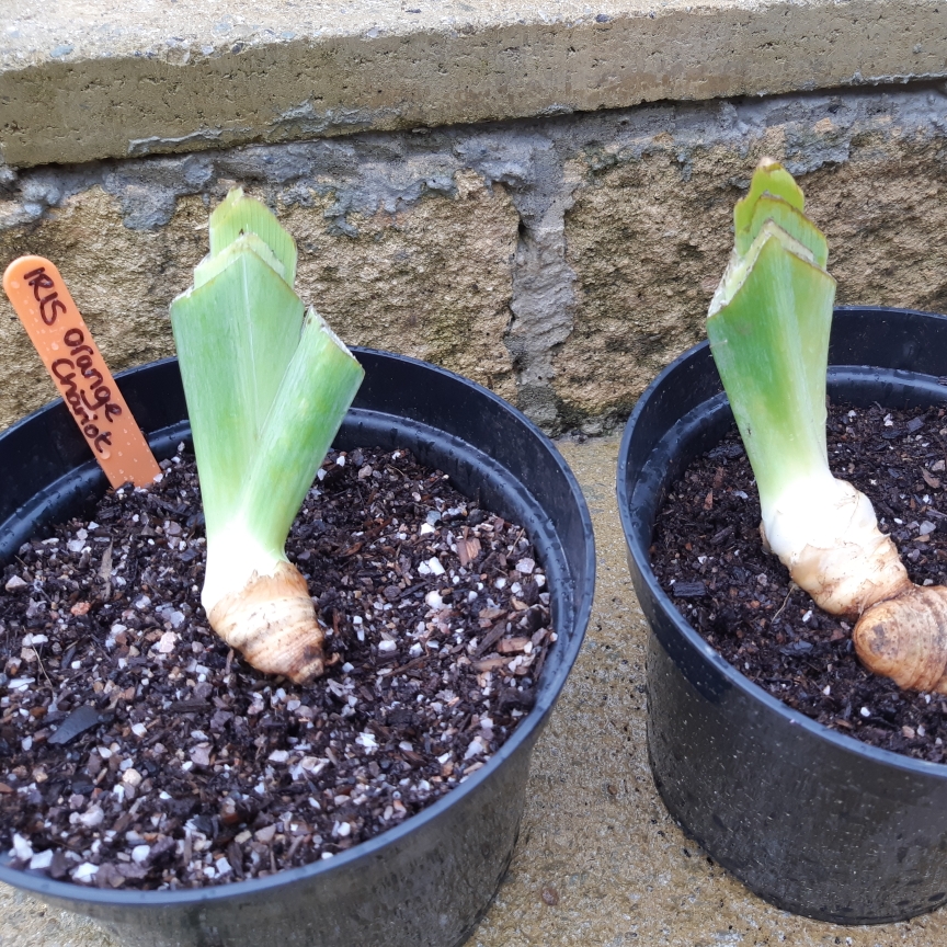 Iris x germanica Orange Chariot in the GardenTags plant encyclopedia Bearded Iris Orange Chariot (Tall) in the GardenTags plant encyclopedia
