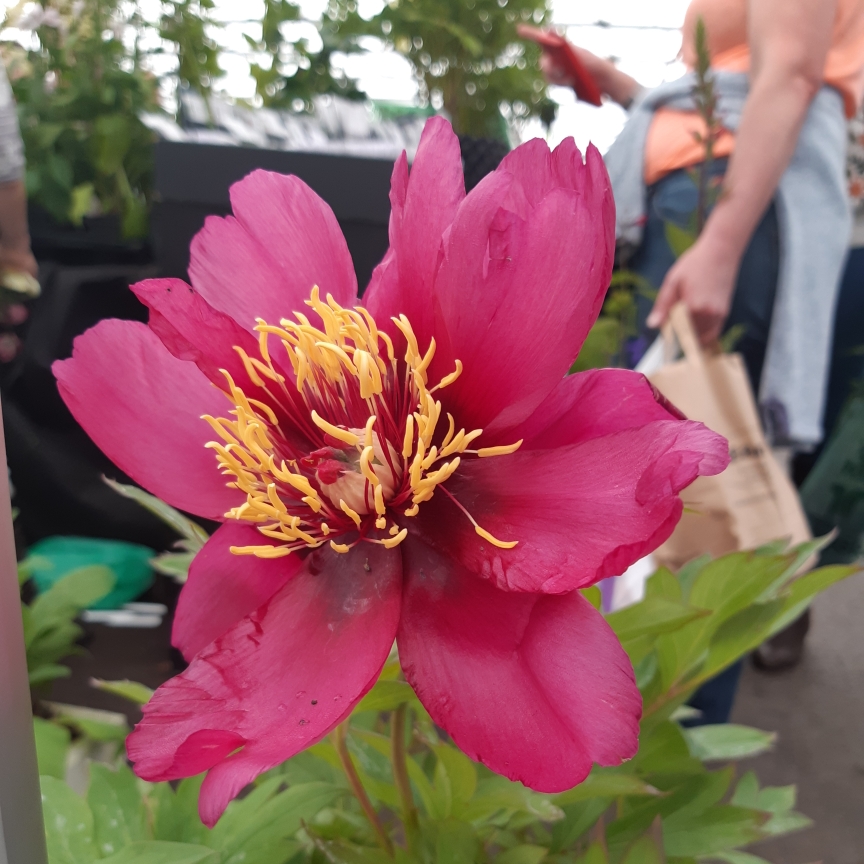 Paeonia Yankee Doodle Dandy in the GardenTags plant encyclopedia Peony Yankee Doodle Dandy (Intersectional) in the GardenTags plant encyclopedia