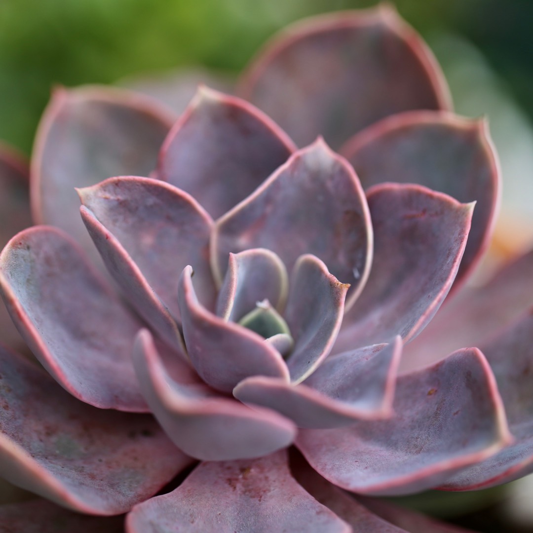 Echeveria Duchess Von Nurnburg in the GardenTags plant encyclopedia Echeveria Duchess Von Nurnburg in the GardenTags plant encyclopedia