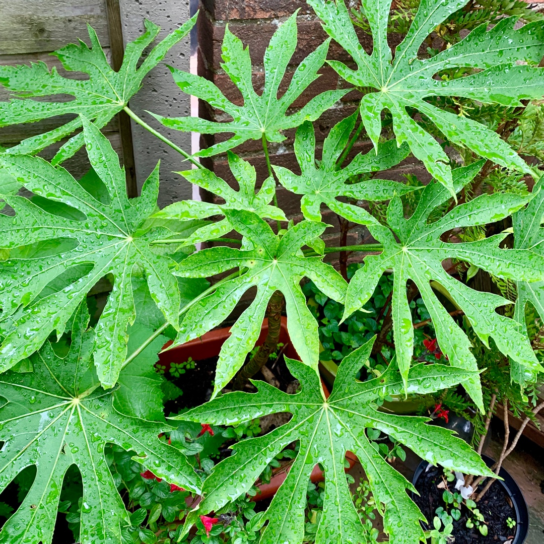 Fatsia polycarpa Needhams Form syn. Fatsia polycarpa Needhams Lace, Fatsia polycarpa Tregye Form in the GardenTags plant encyclopedia Fatsia polycarpa Needhams Form in the GardenTags plant encyclopedia