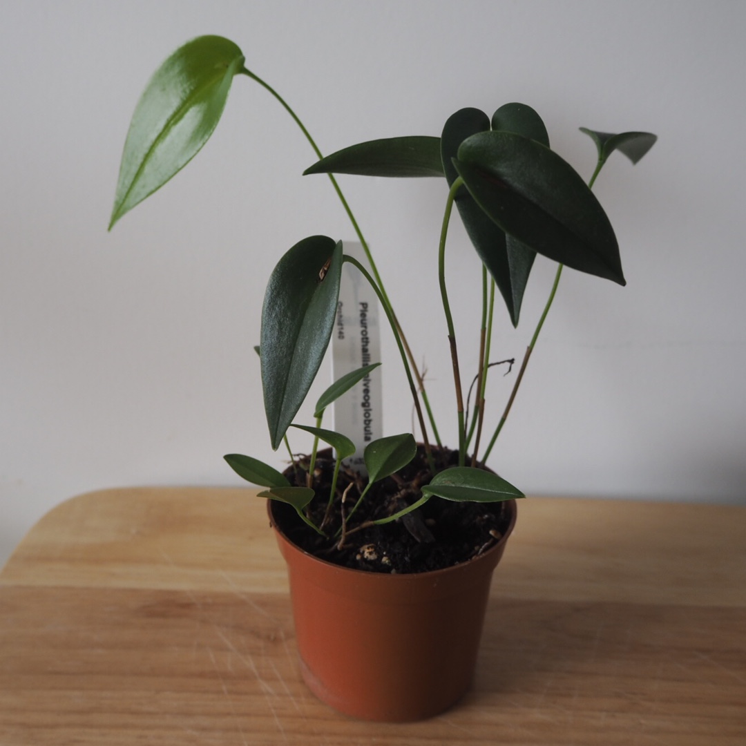 Pleurothallis niveoglobula in the GardenTags plant encyclopedia The Spherical-White Pleurothallis in the GardenTags plant encyclopedia