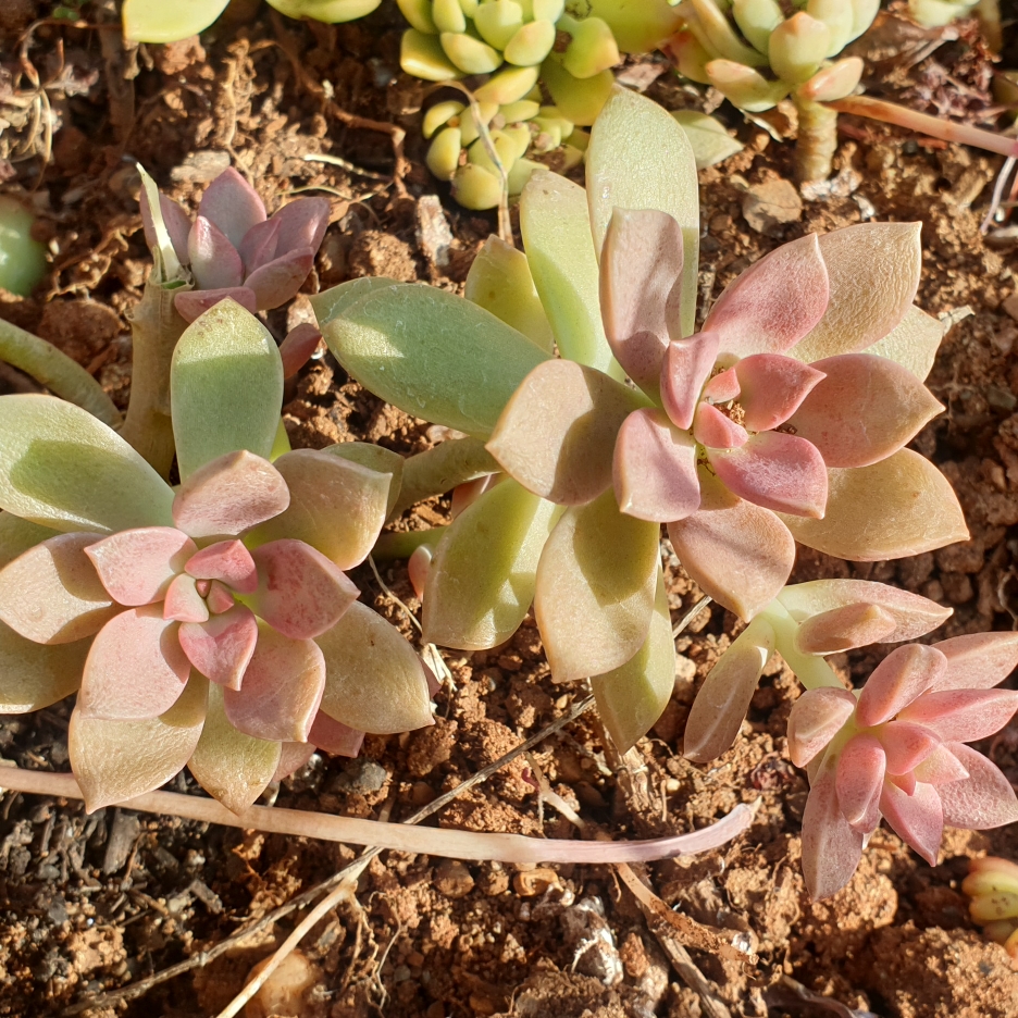 xGraptoveria Rubra in the GardenTags plant encyclopedia Graptoveria Rubra in the GardenTags plant encyclopedia