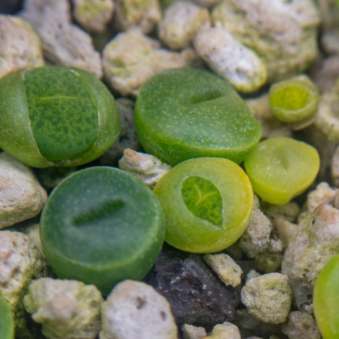 Lithops Lesliei Albinigold in the GardenTags plant encyclopedia Lithops Llesliei Albinigold in the GardenTags plant encyclopedia
