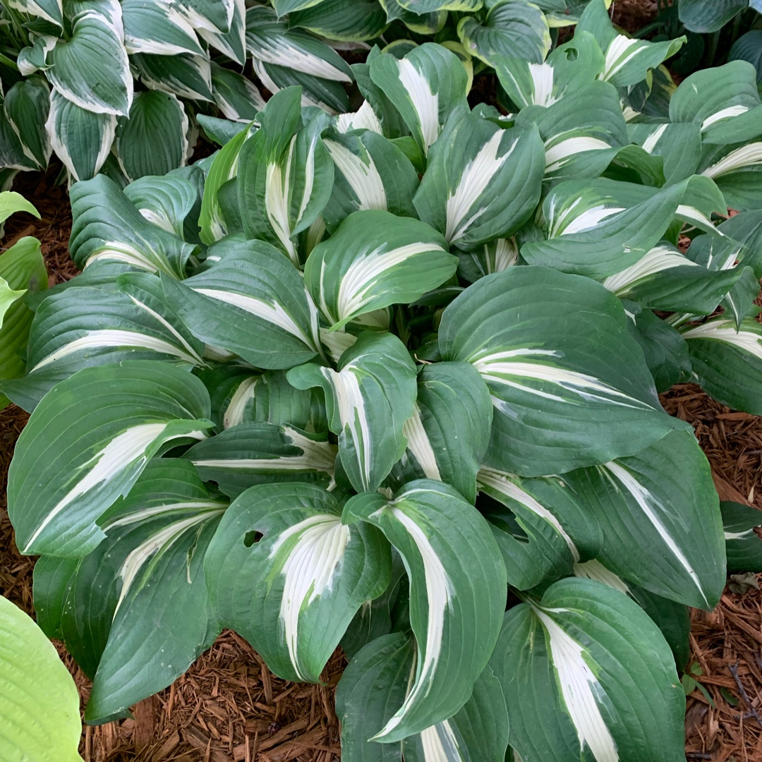 Hosta Night Before Christmas in the GardenTags plant encyclopedia Plantain Lily Night Before Christmas in the GardenTags plant encyclopedia