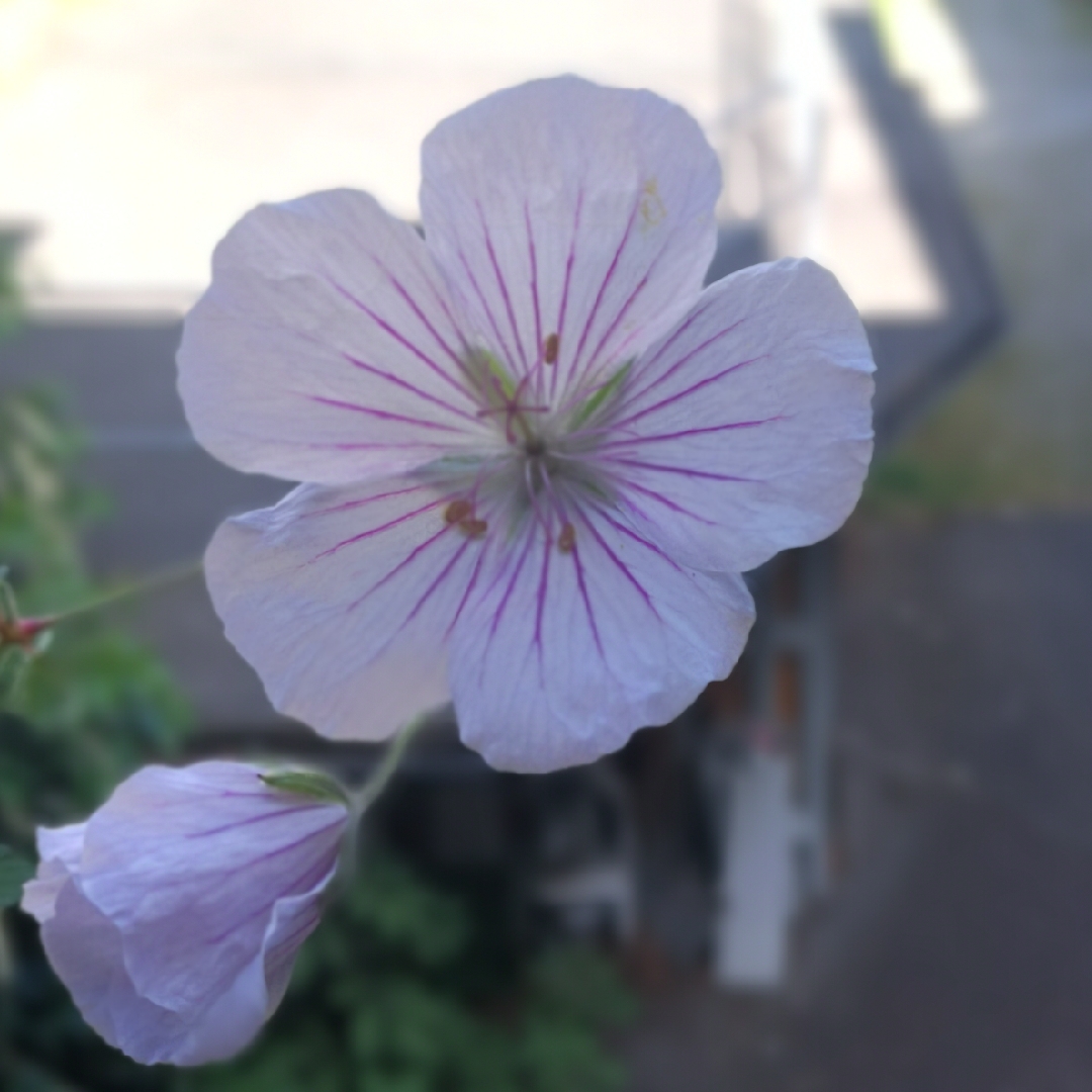 Geranium himalayense Derrick Cook in the GardenTags plant encyclopedia Himalayan Cranesbill Derrick Cook in the GardenTags plant encyclopedia