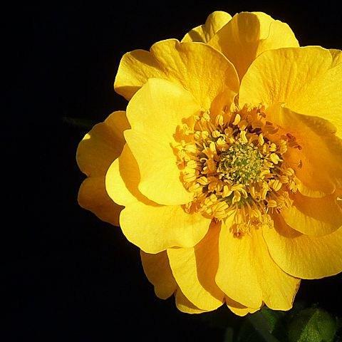 Geum Lady Stratheden in the GardenTags plant encyclopedia Avens Lady Stratheden in the GardenTags plant encyclopedia
