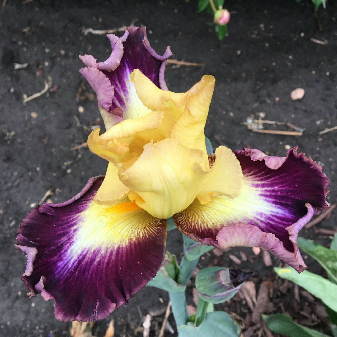 Iris x germanica Decadence in the GardenTags plant encyclopedia Bearded Iris Decadence (Tall) in the GardenTags plant encyclopedia