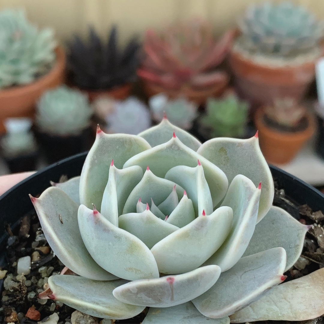 Echeveria Star Struck in the GardenTags plant encyclopedia Echeveria Star Struck in the GardenTags plant encyclopedia