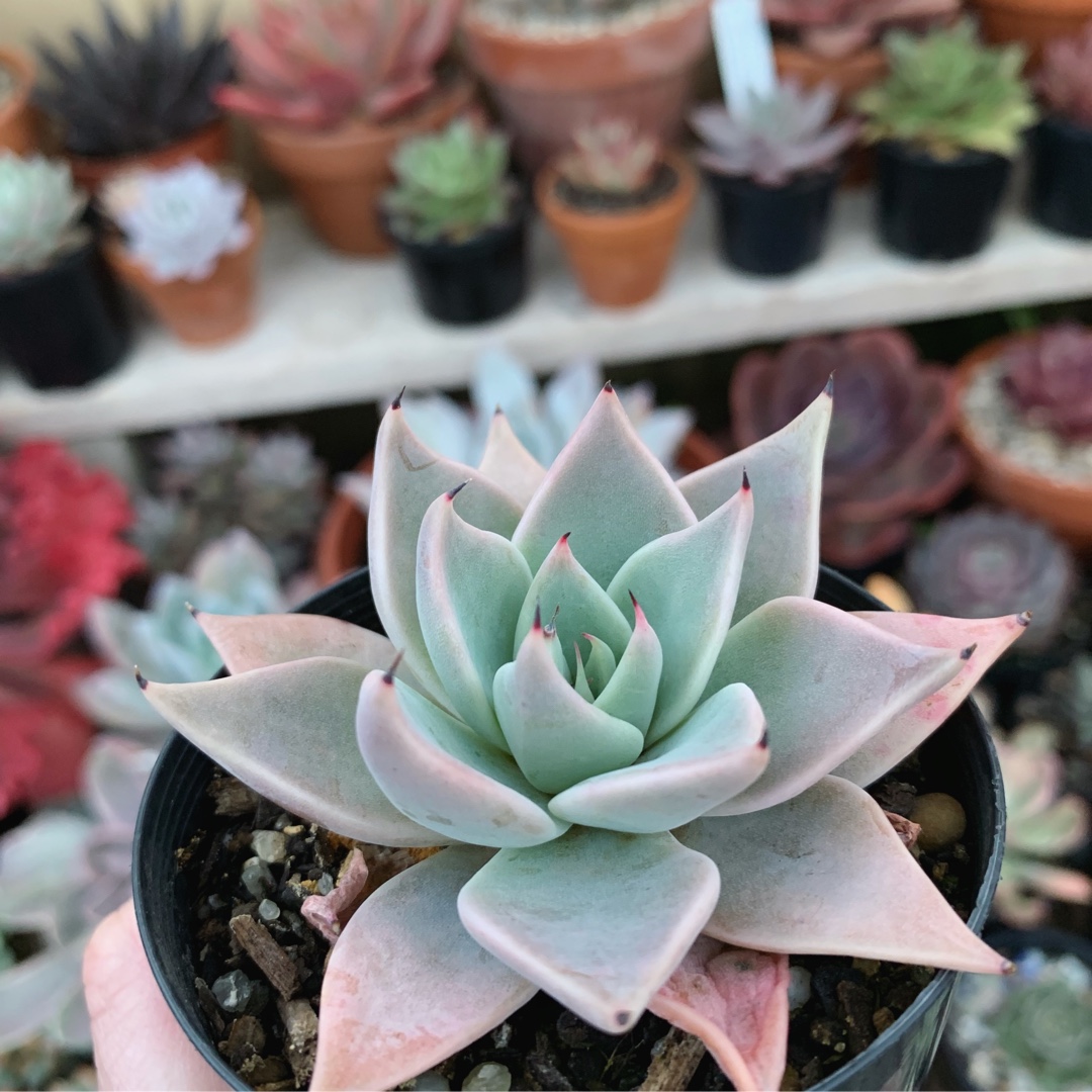 Echeveria Cuspidata v. Parrasensis in the GardenTags plant encyclopedia Echeveria Cuspida v. Parrasensis in the GardenTags plant encyclopedia