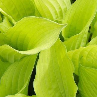 Hosta fortunei var. albopicta f. aurea syn. Hosta fortunei Aurea, Hosta Aurea in the GardenTags plant encyclopedia Plantain Lily (Species) Golden Fortune Plantain Lily in the GardenTags plant encyclopedia
