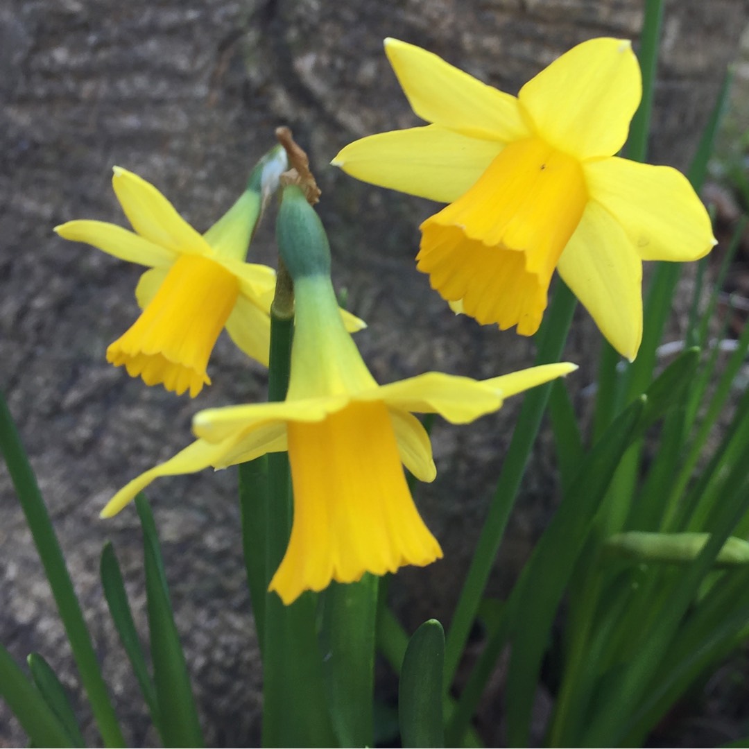 Narcissus Tête-à-Tête in the GardenTags plant encyclopedia Daffodil Tête-à-Tête (Misc) in the GardenTags plant encyclopedia