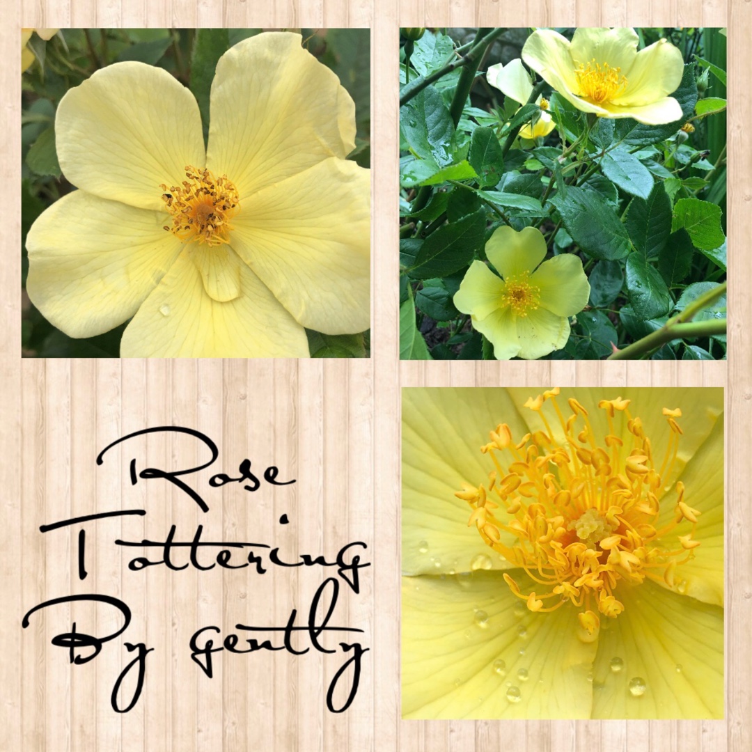 Rosa Auscartoon syn. Rosa Tottering-By-Gently in the GardenTags plant encyclopedia Rose Tottering-By-Gently (Shrub) in the GardenTags plant encyclopedia