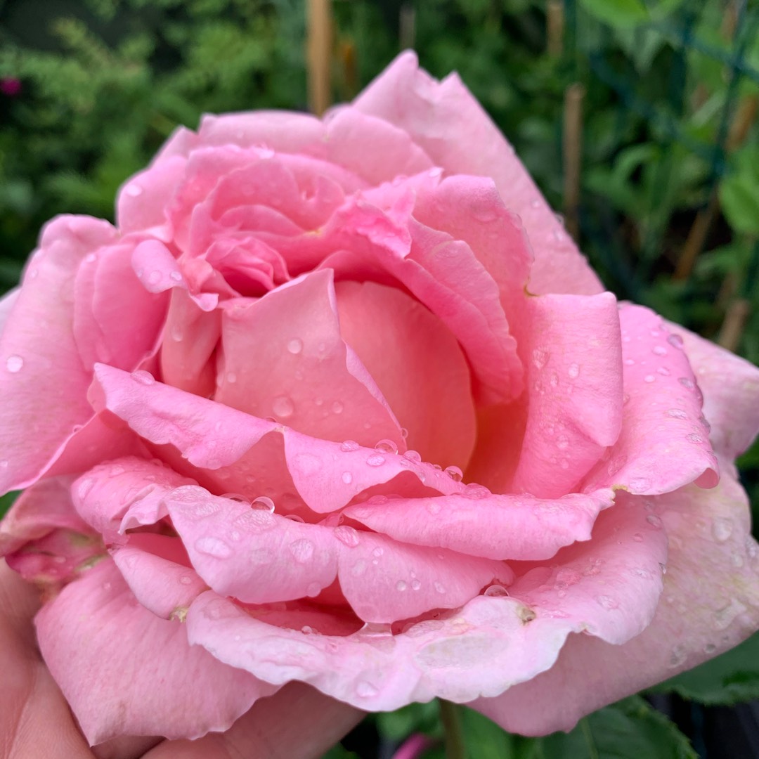 Rosa Criterion in the GardenTags plant encyclopedia Rose Criterion (Hybrid Tea) in the GardenTags plant encyclopedia