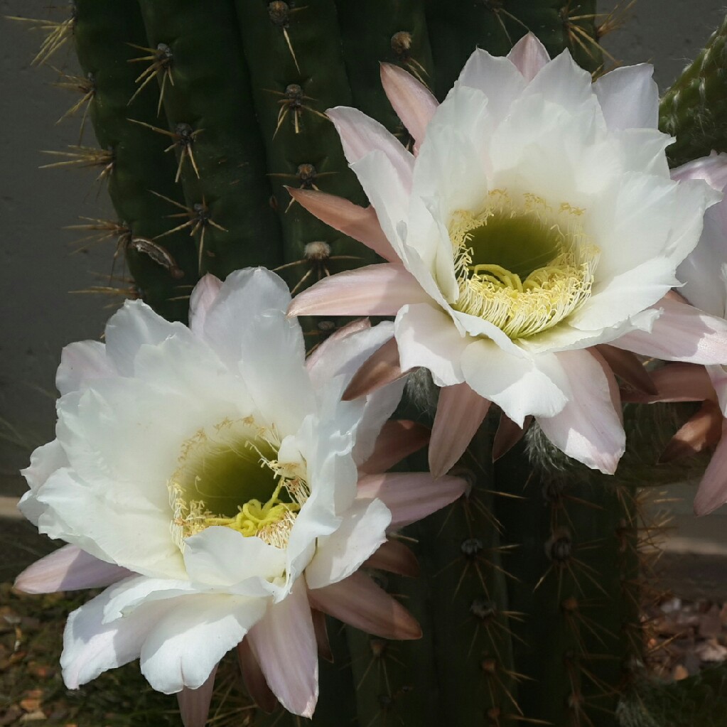 Trichocereus tersheckii syn. Echinopsis terscheckii in the GardenTags plant encyclopedia Trichocereus tersheckii in the GardenTags plant encyclopedia