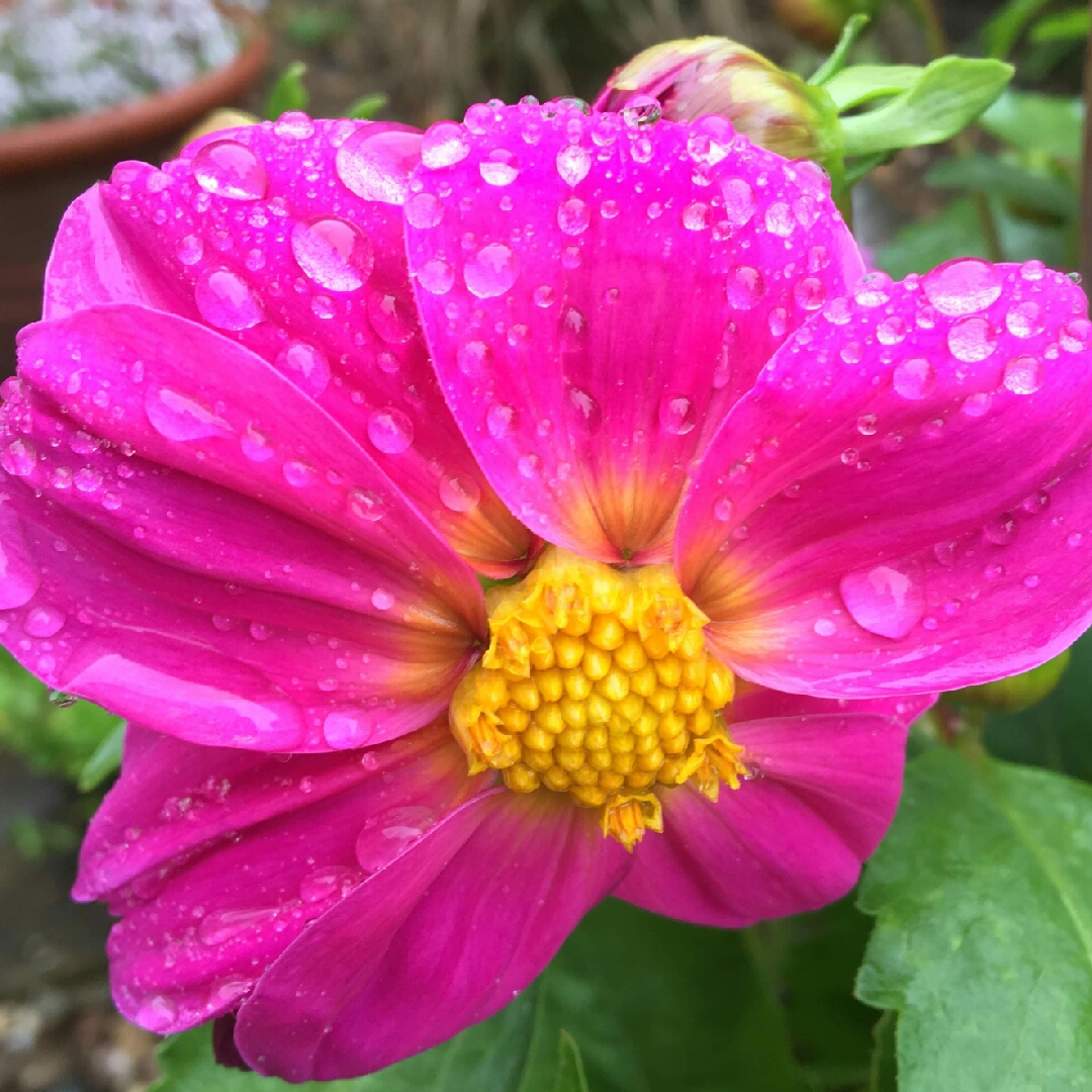 Dahlia Mignon Rose Shades (Mignon Series) in the GardenTags plant encyclopedia Dahlia Mignon Rose Shades (Bedding) in the GardenTags plant encyclopedia