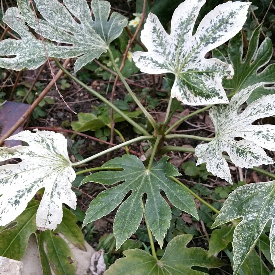 Fatsia japonica Web', Japanese Aralia 'Spider's Web' in GardenTags plant