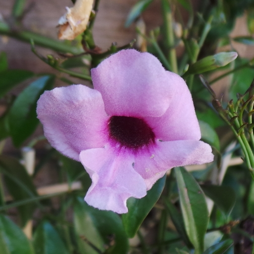 Pandorea jasminoides Rosea Superba in the GardenTags plant encyclopedia Bower Vine Rosea Superba in the GardenTags plant encyclopedia