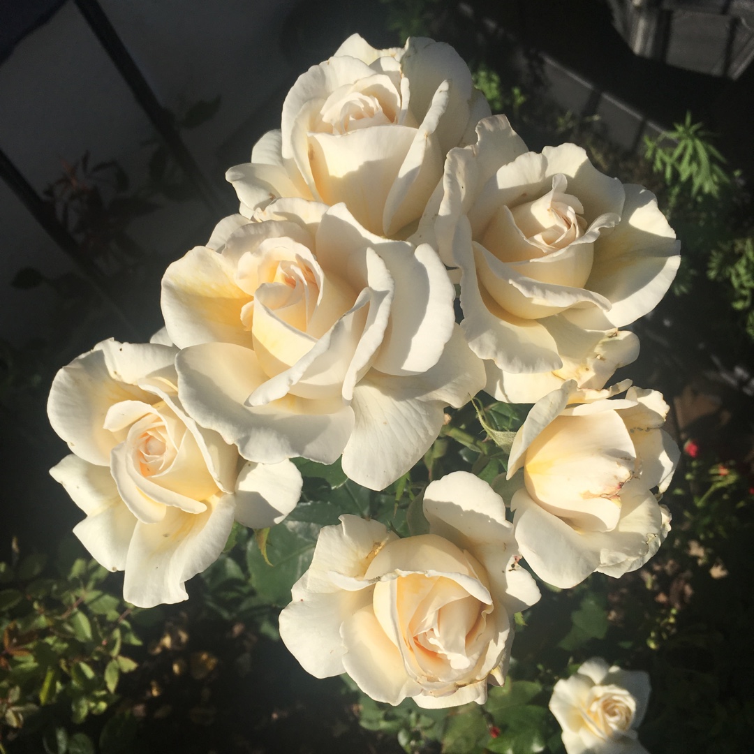 Rosa Harupon syn. Rosa Mary Berry in the GardenTags plant encyclopedia Rose Mary Berry (Hybrid Tea) in the GardenTags plant encyclopedia