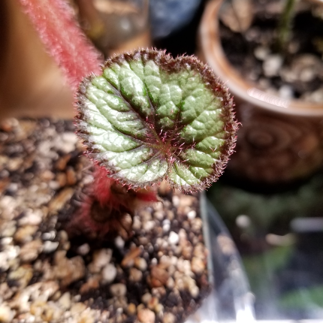Begonia (Rex Cultorum Group) Mikado syn. Begonia rex Mikado in the GardenTags plant encyclopedia Rex Begonia Mikado in the GardenTags plant encyclopedia