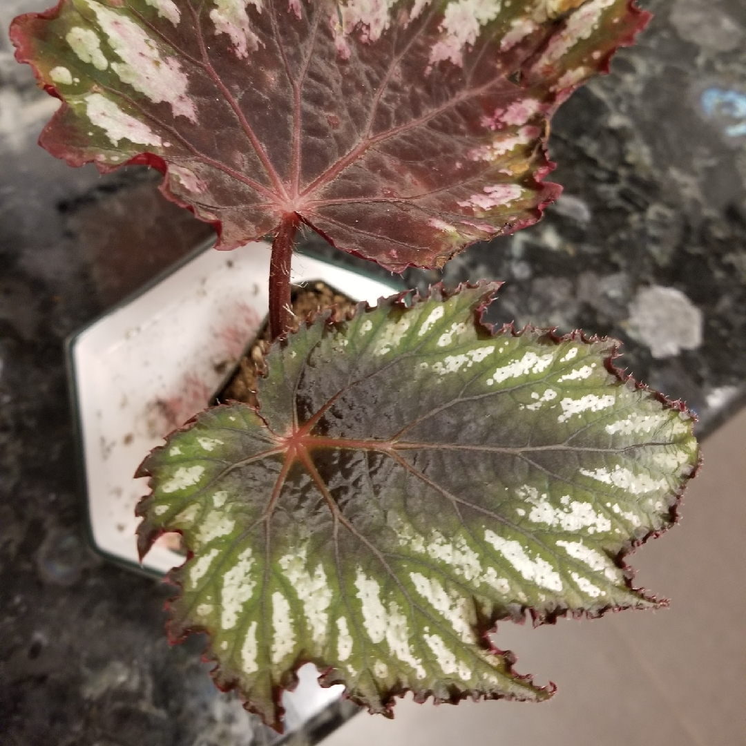 Begonia (Rex Cultorum Group) Helen Teupel syn. Begonia rex Helen Teupel in the GardenTags plant encyclopedia Rex Begonia Helen Teupel in the GardenTags plant encyclopedia