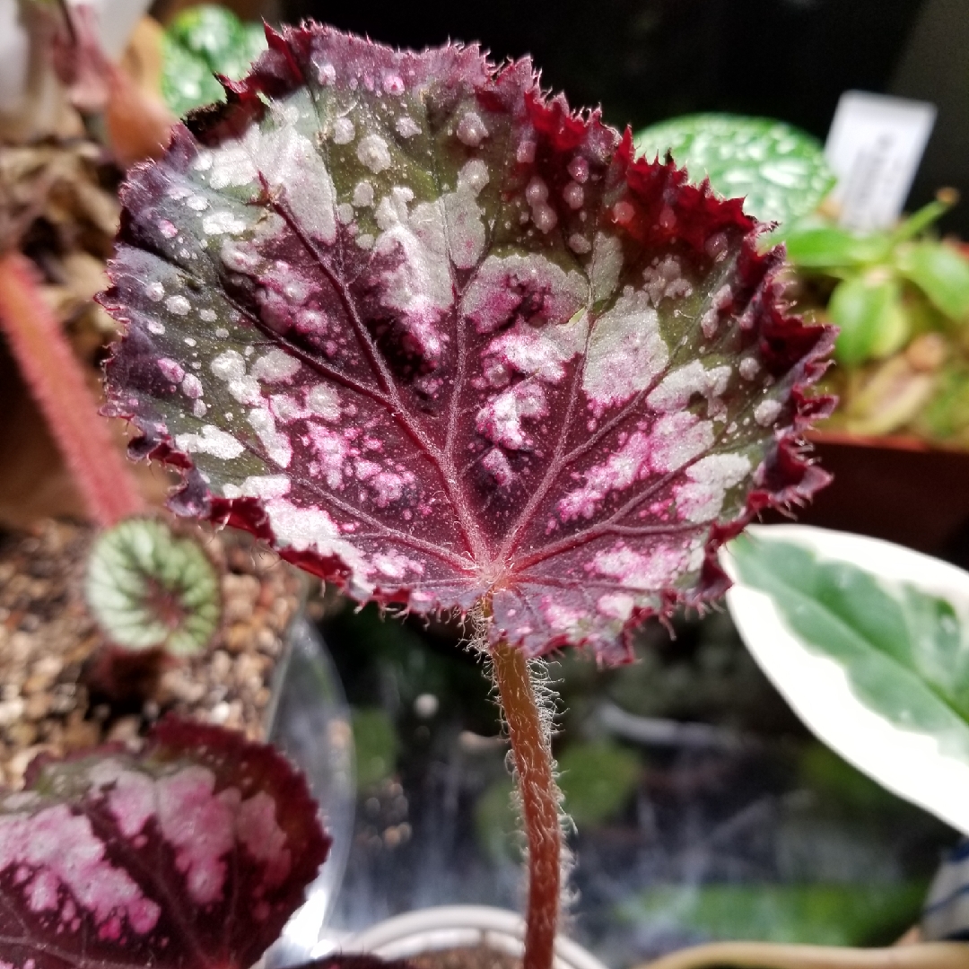 Begonia (Rex Cultorum Group) 'Mini Merry' syn. Begonia rex 'Mini Merry',  Rex Begonia 'Mini Merry' in GardenTags plant encyclopedia