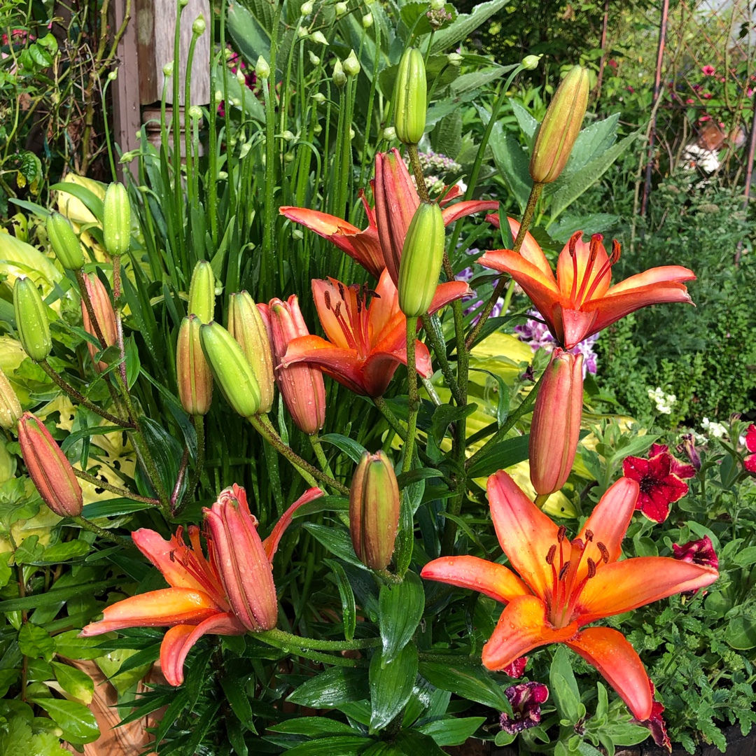 Lilium Giraffe in the GardenTags plant encyclopedia Lily Giraffe (Asiatic) in the GardenTags plant encyclopedia