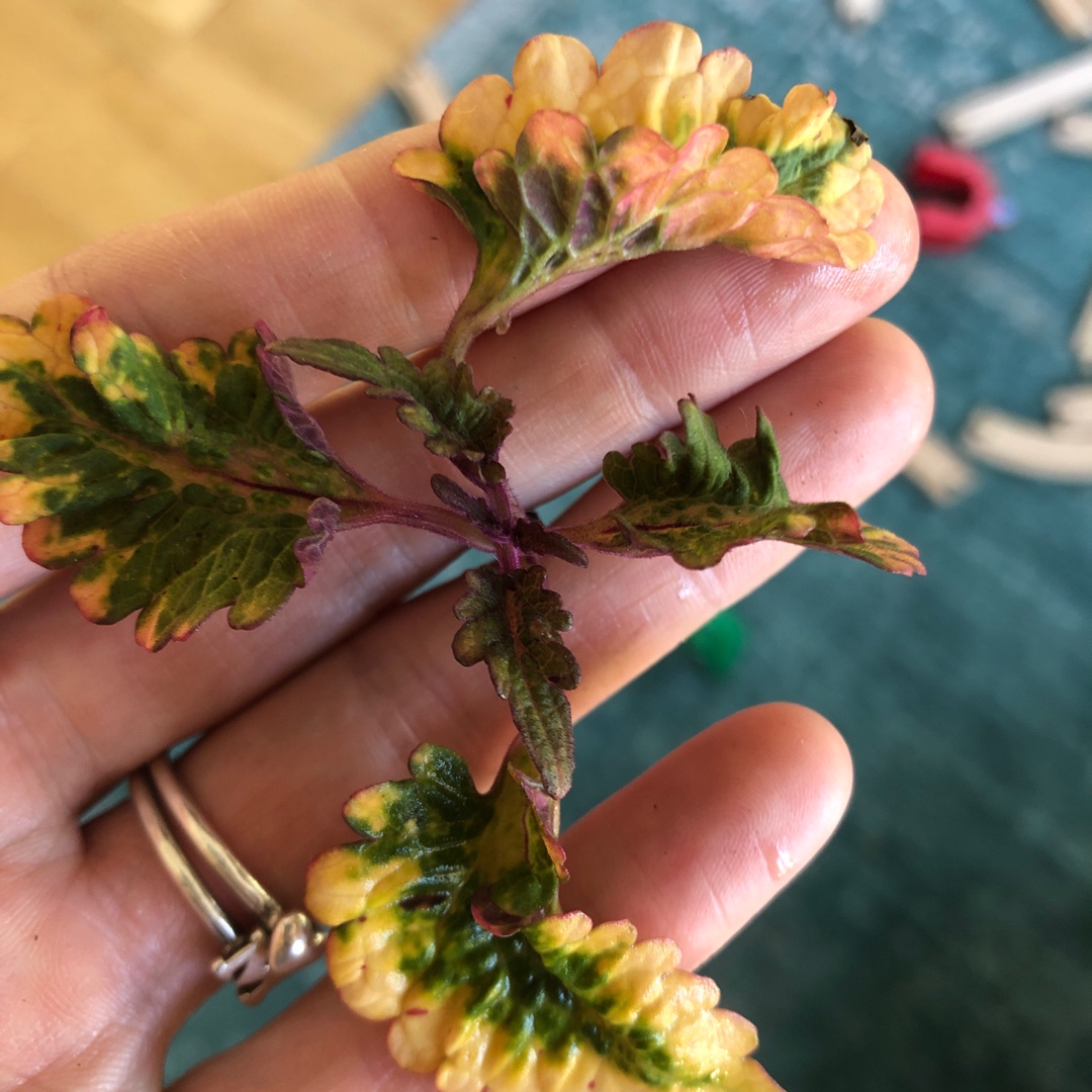 Solenostemon scutellarioides Desert Sunset in the GardenTags plant encyclopedia Coleus Desert Sunset in the GardenTags plant encyclopedia