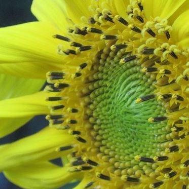Sunflower Russian Mammoth in the GardenTags plant encyclopedia