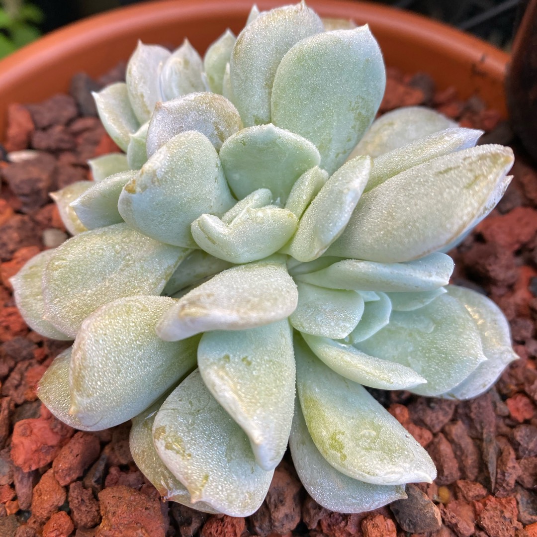 Echeveria Exotic Cristata in the GardenTags plant encyclopedia Echeveria Exotic Crested Form in the GardenTags plant encyclopedia