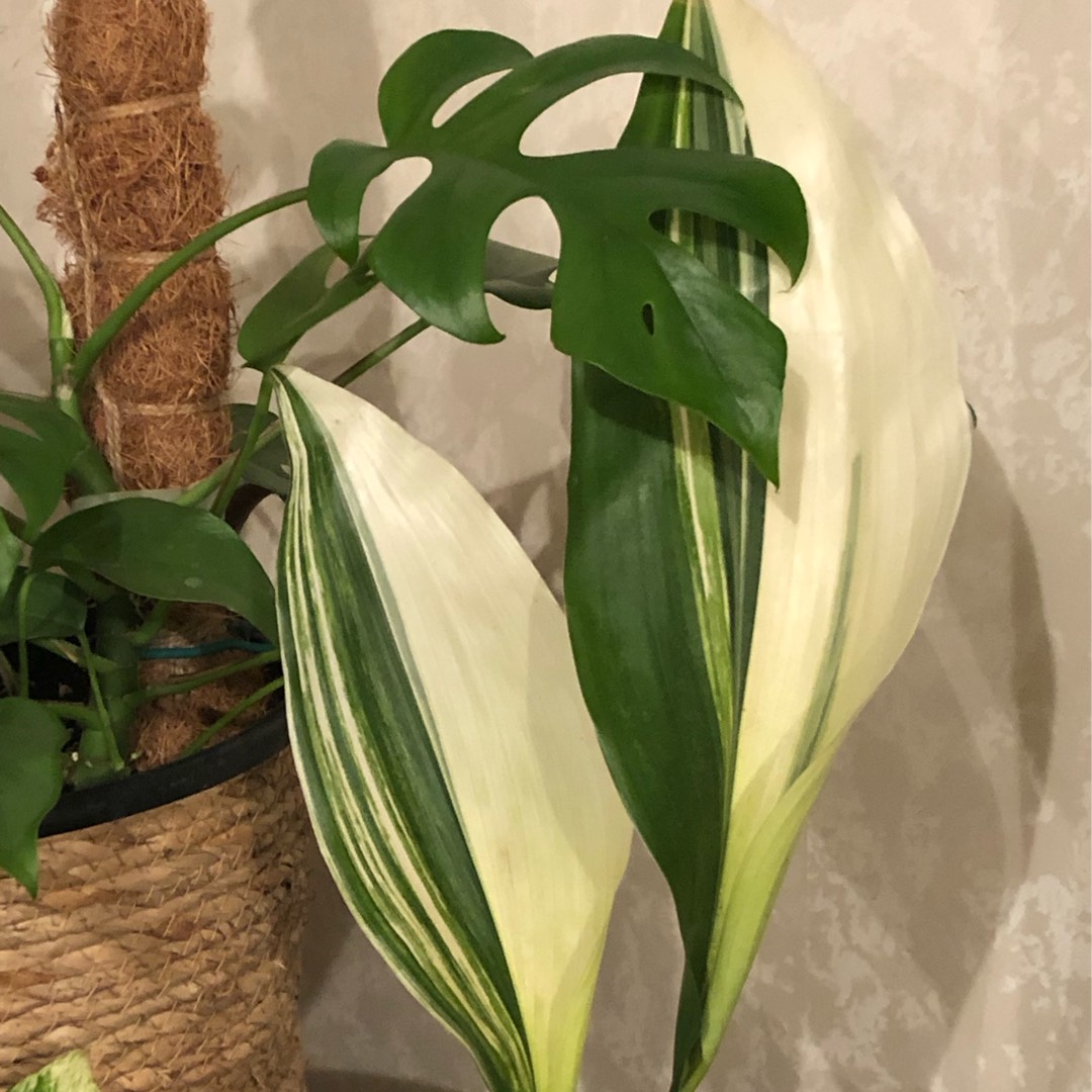 Aspidistra elatior Variegata in the GardenTags plant encyclopedia Cast-Iron Plant Variegata in the GardenTags plant encyclopedia
