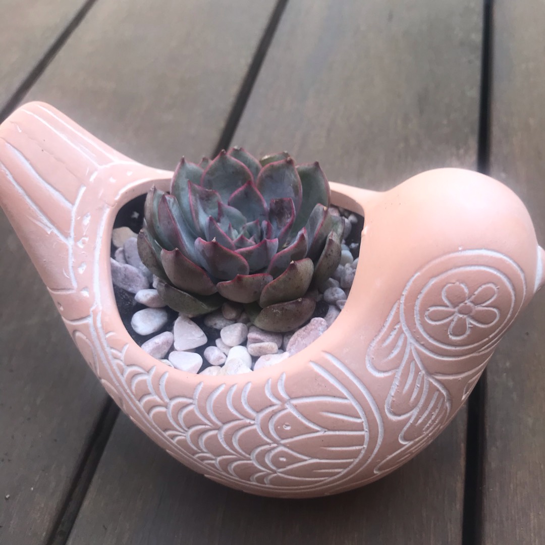 Echeveria Roulette in the GardenTags plant encyclopedia Echeveria Roulette in the GardenTags plant encyclopedia