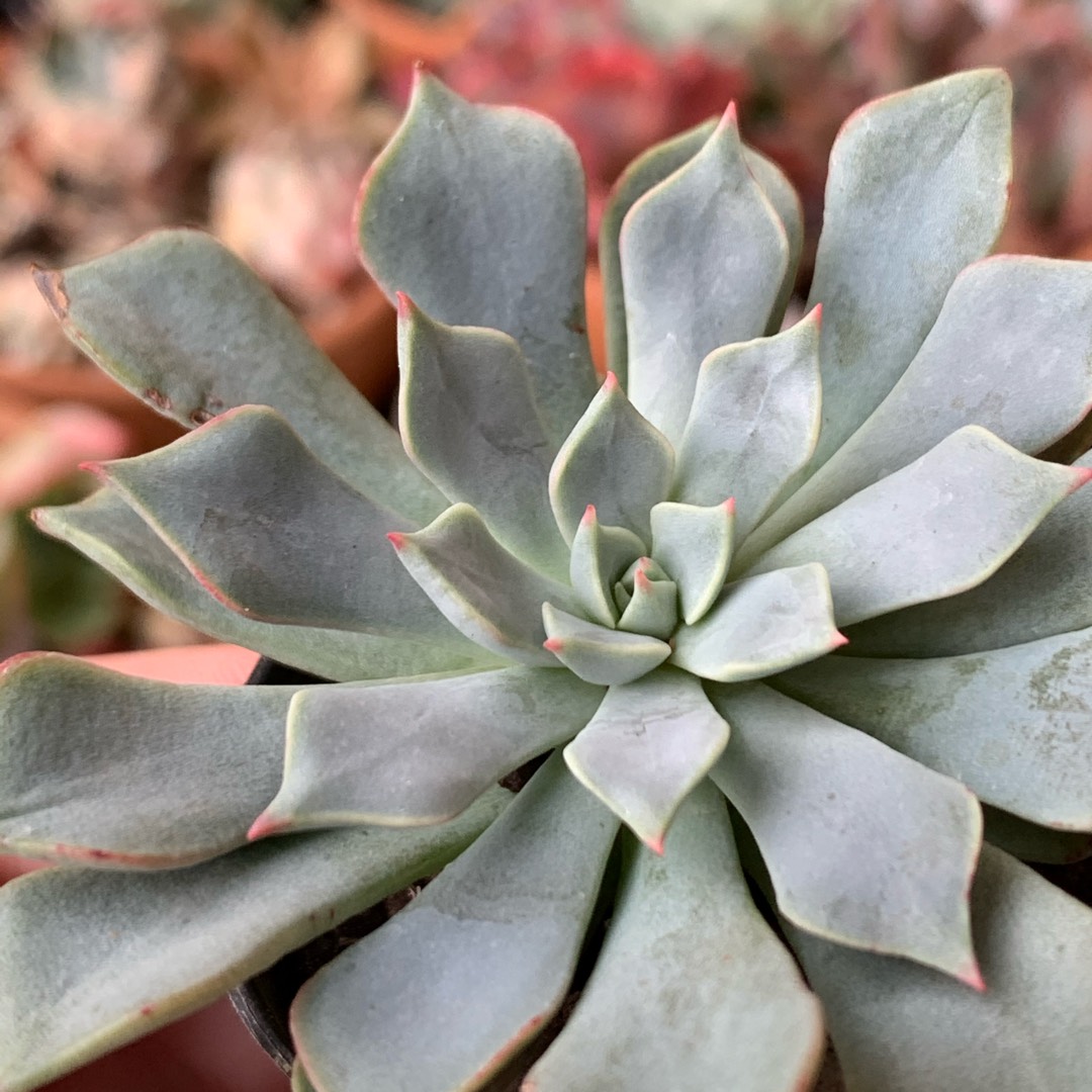 Echeveria Strictiflora x Jellyjam in the GardenTags plant encyclopedia Echeveria Strictiflora x Jellyjam in the GardenTags plant encyclopedia