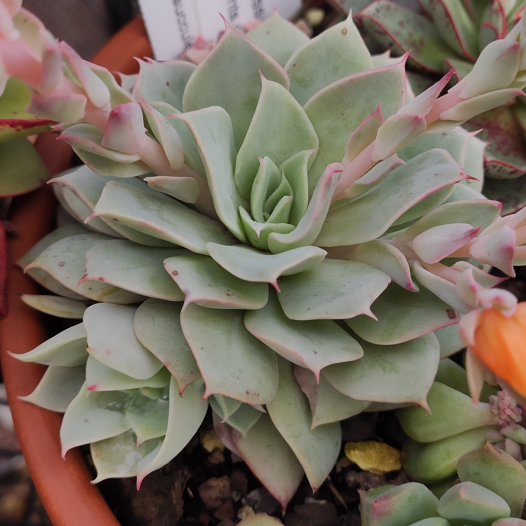 Echeveria Luzz in the GardenTags plant encyclopedia Echeveria Luzz in the GardenTags plant encyclopedia