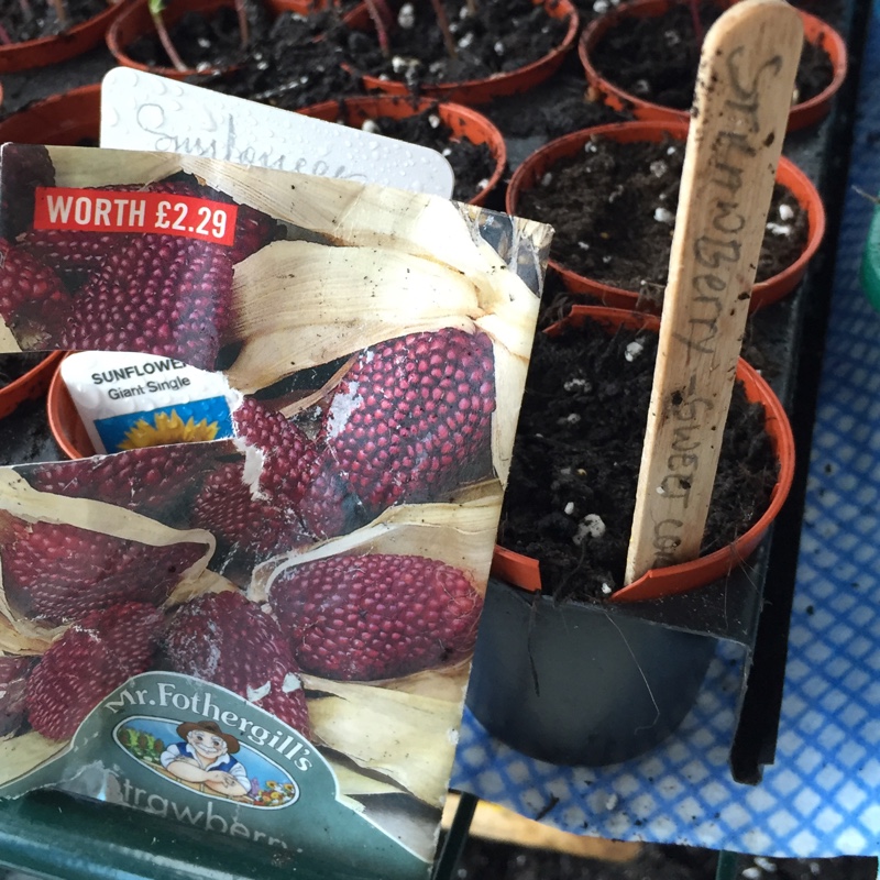 Zea mays var. saccharata Strawberry in the GardenTags plant encyclopedia Sweet Corn Strawberry in the GardenTags plant encyclopedia