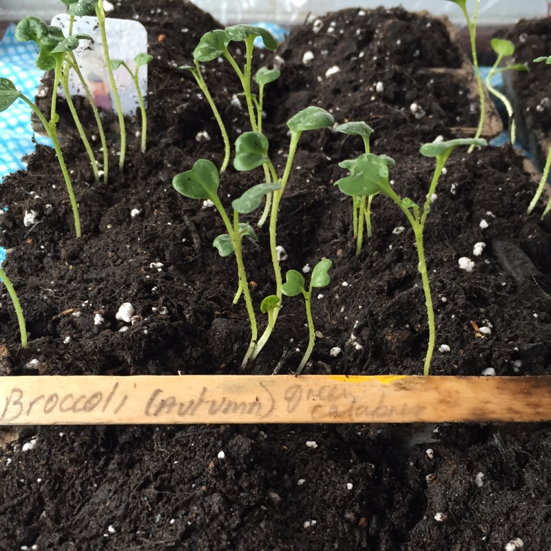 Broccoli Calabrese Autumn Spear in the GardenTags plant encyclopedia