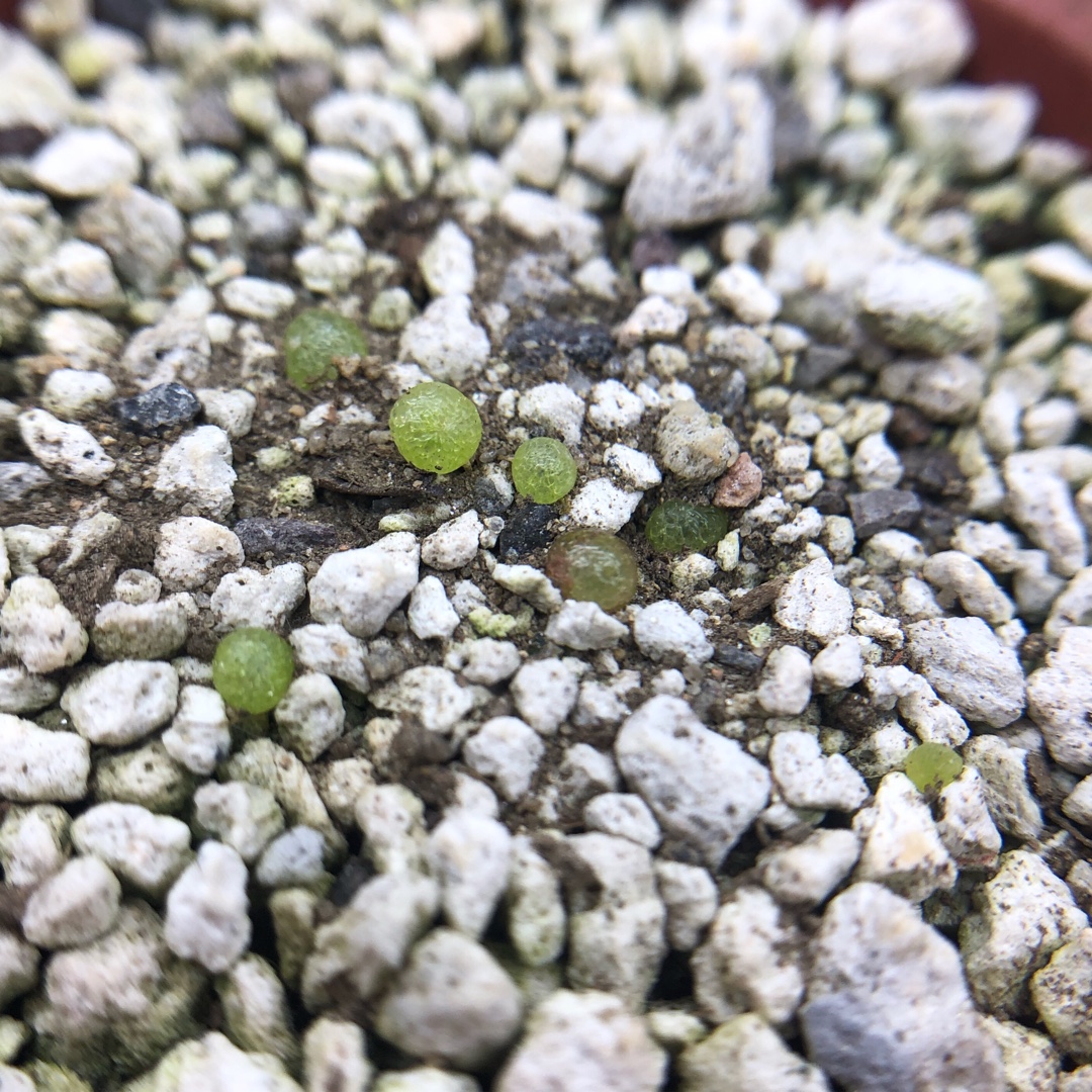 Conophytum Burgeri in the GardenTags plant encyclopedia Living Pebble Burgeri in the GardenTags plant encyclopedia
