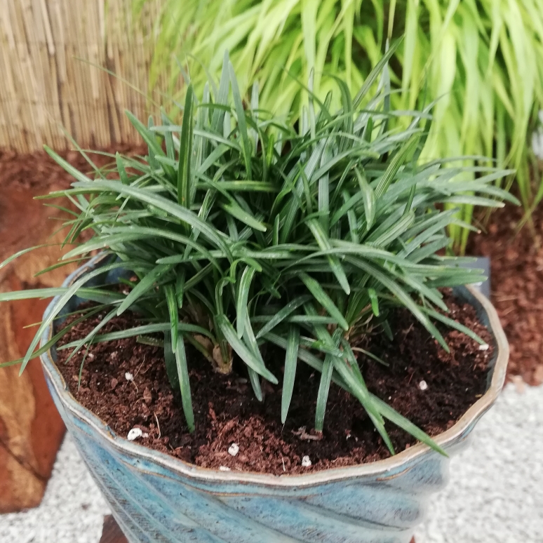 Ophiopogon japonicus Fiuri Gyoku Ryu in the GardenTags plant encyclopedia Mondo Grass Fiuri Gyoku Ryu in the GardenTags plant encyclopedia