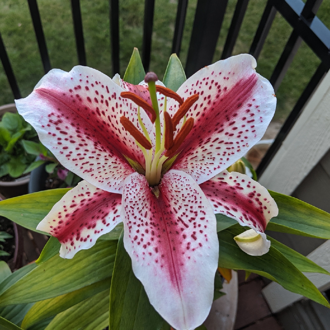 Lilium Tigerwoods in the GardenTags plant encyclopedia Lily Tigerwoods (Oriental) in the GardenTags plant encyclopedia