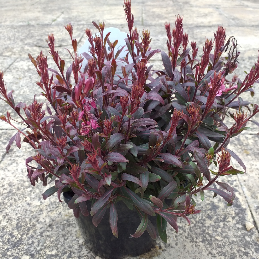 Oenothera lindheimeri Crimson Butterflies syn. Gaura lindheimeri Crimson Butterflies in the GardenTags plant encyclopedia Lindheimers Beeblossom Crimson Butterflies in the GardenTags plant encyclopedia