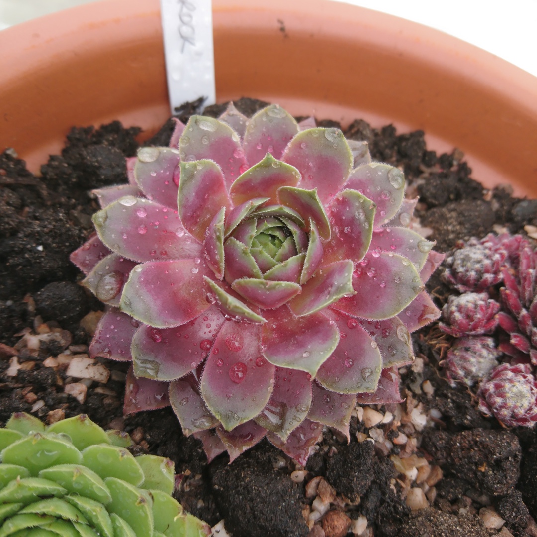 Sempervivum Brock in the GardenTags plant encyclopedia Sempervivum Brock in the GardenTags plant encyclopedia