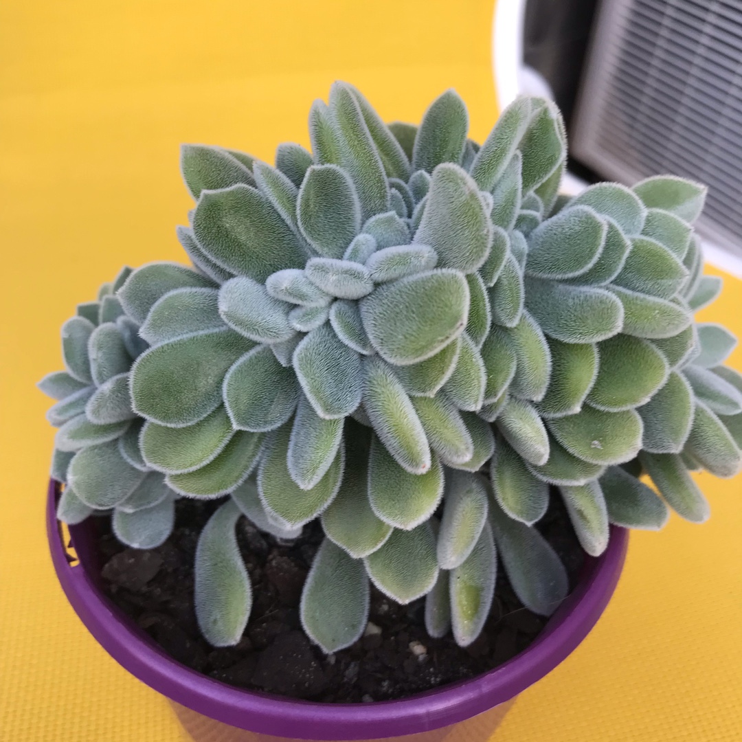 Echeveria Leuchotrica Cristata in the GardenTags plant encyclopedia Echeveria Frosty Crested Form in the GardenTags plant encyclopedia