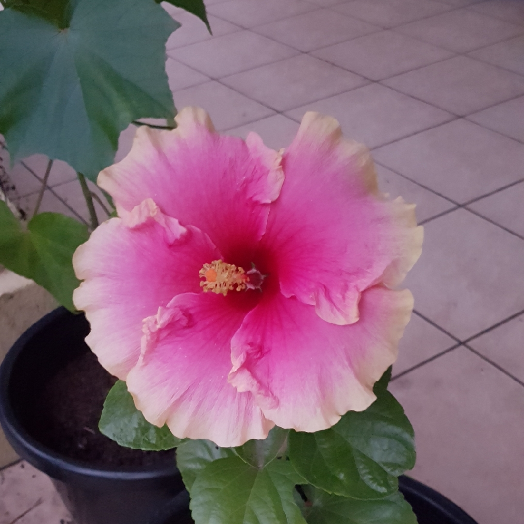 Tropical Hibiscus Tequila Sunrise in the GardenTags plant encyclopedia