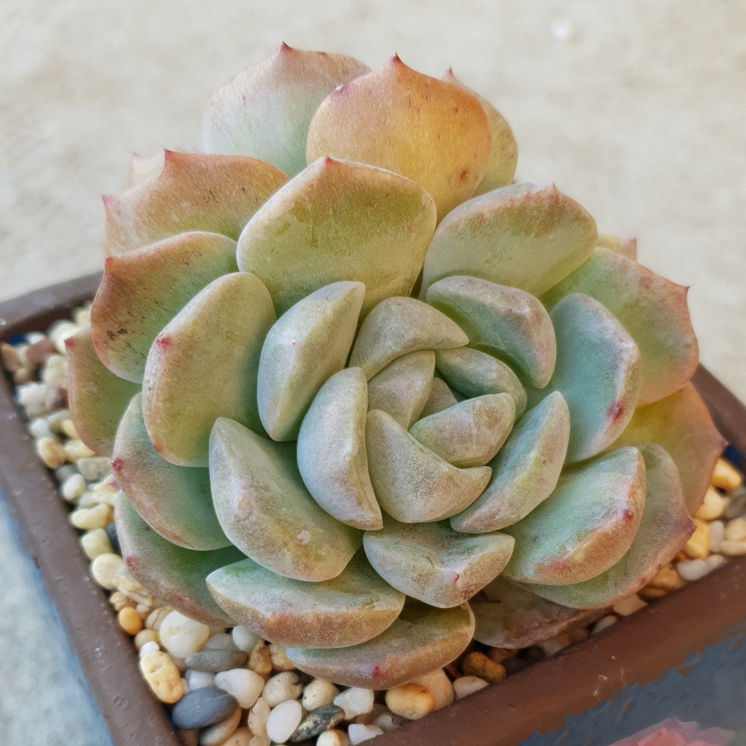 Echeveria Sara Hime Botan x Lilacina in the GardenTags plant encyclopedia Echeveria Sara Hime Botan x Lilacina in the GardenTags plant encyclopedia