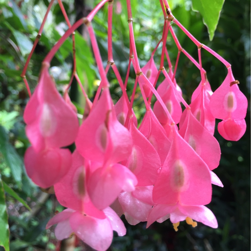 Begonia grandis subsp. evansiana in the GardenTags plant encyclopedia Pink Begonia in the GardenTags plant encyclopedia