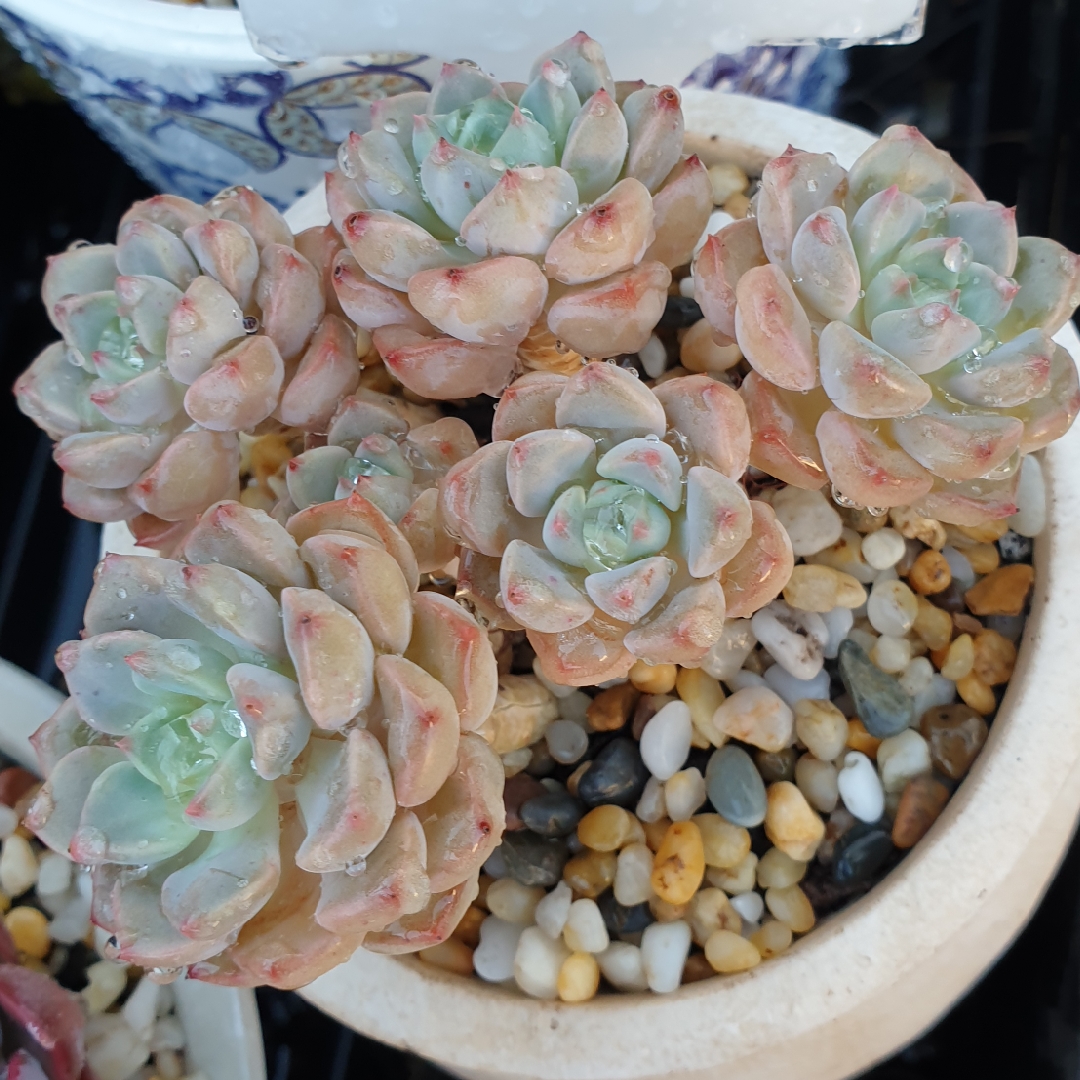 Echeveria Tinkerbell in the GardenTags plant encyclopedia Echeveria Tinkerbell in the GardenTags plant encyclopedia