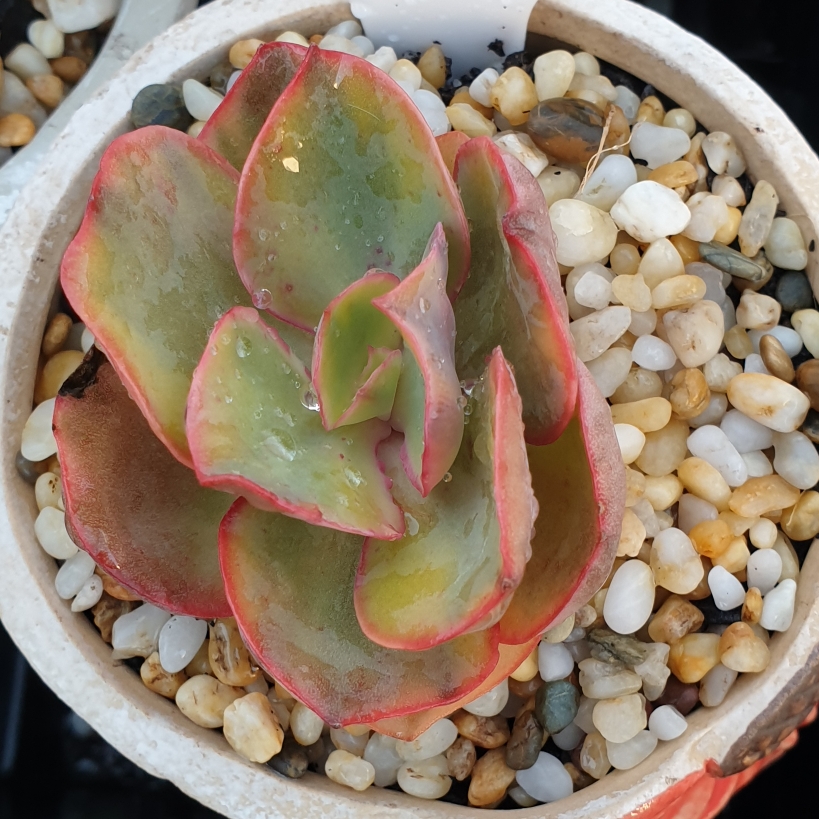 Echeveria Freyja Variegata in the GardenTags plant encyclopedia Echeveria Freyja Variegated Form in the GardenTags plant encyclopedia