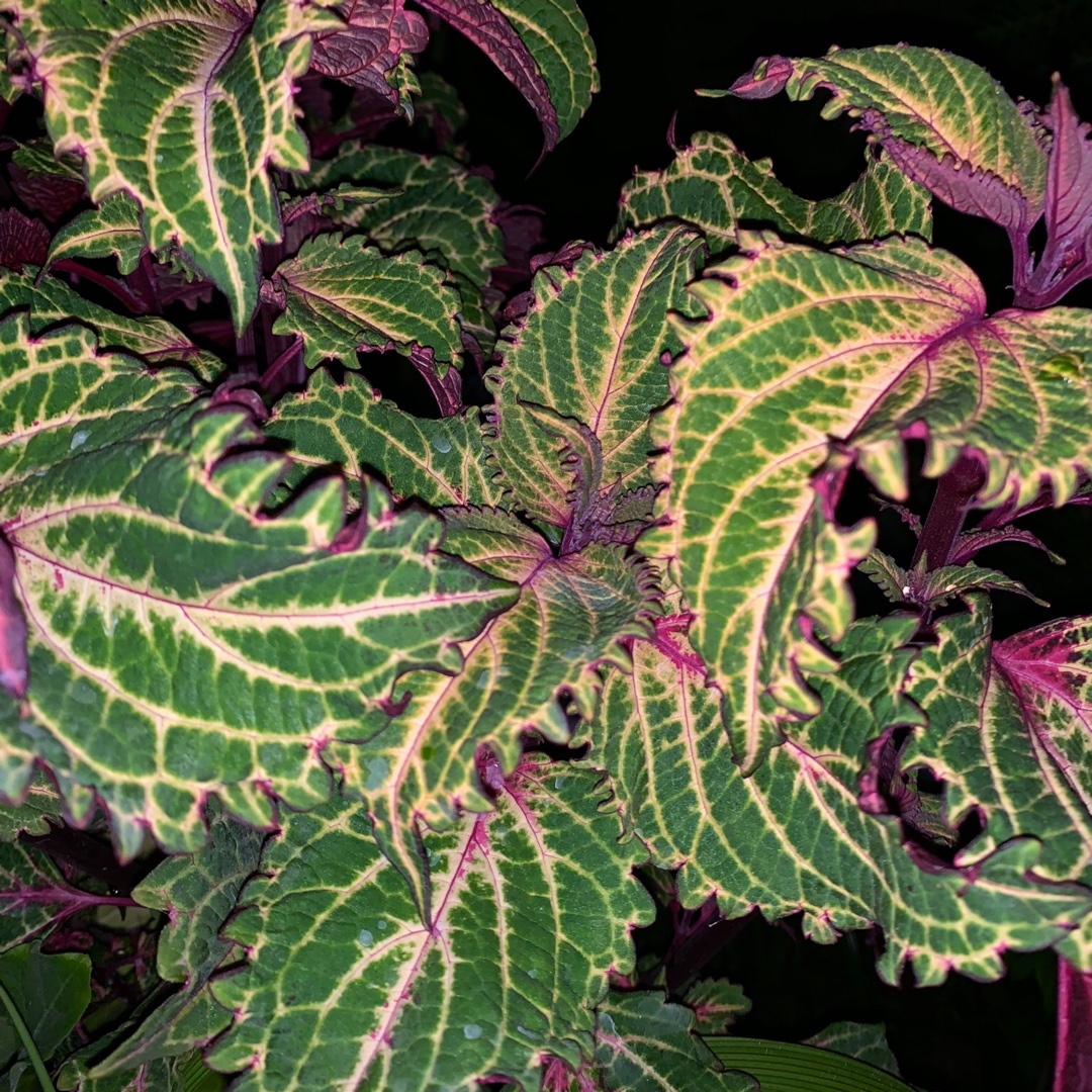 Solenostemon scutellarioides Peter Wonder in the GardenTags plant encyclopedia Coleus Peter Wonder in the GardenTags plant encyclopedia