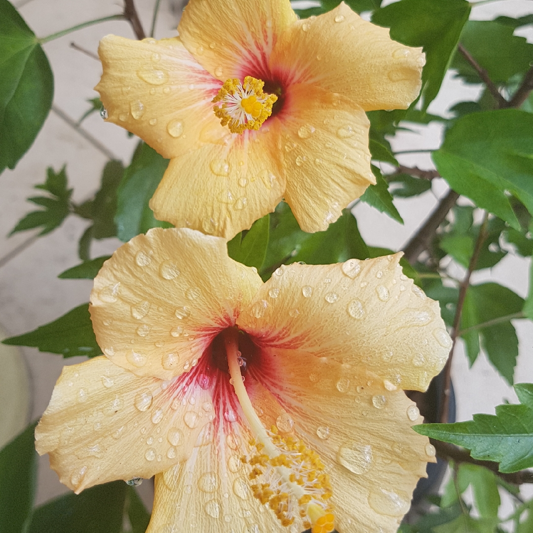 Hibiscus rosa-sinensis Cuban Variety in the GardenTags plant encyclopedia Tropical Hibiscus Cuban Variety in the GardenTags plant encyclopedia