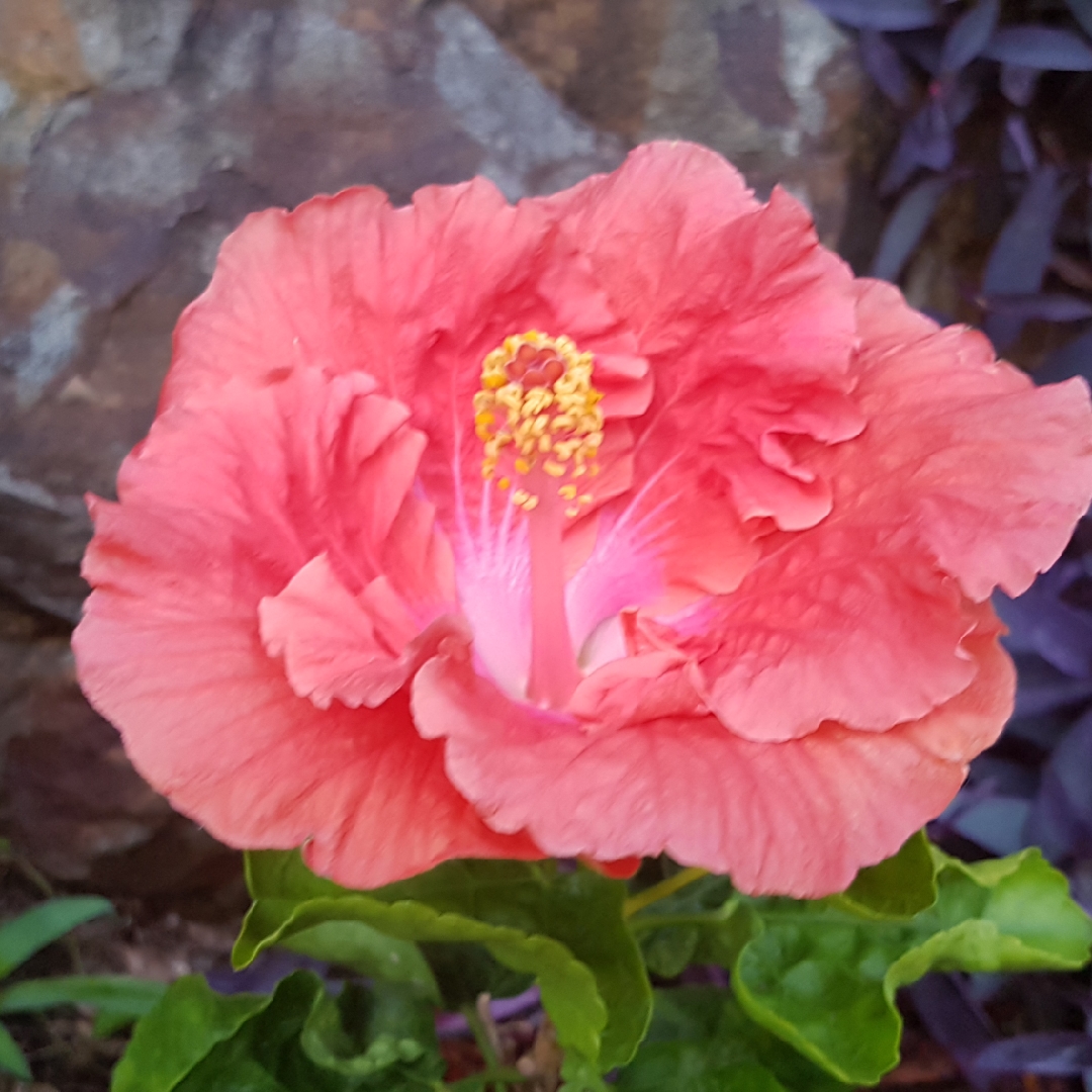 Hibiscus rosa-sinensis Ben Lexcen in the GardenTags plant encyclopedia Tropical Hibiscus Ben Lexcen in the GardenTags plant encyclopedia
