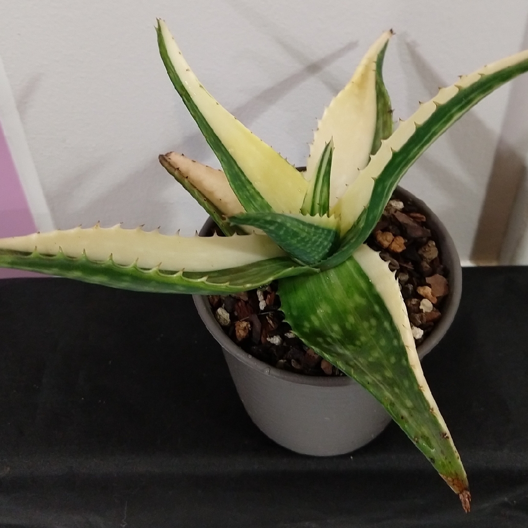 Aloe Saponaria Variegated in the GardenTags plant encyclopedia